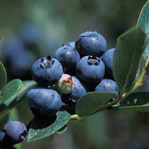 18-24&quot; Tall - 3 Year Old Live Plants 6 Duke Blueberry Bushes/Shrubs - £206.59 GBP