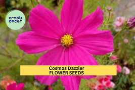 Cosmos Dazzler Seeds – 1g for Planting, Deep Magenta Blooms, Annual Flow... - $5.85+