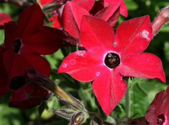 Nicotiana Seeds Perfume Red 50 Pelleted Seeds Annual Seeds - $18.10