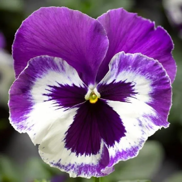 50 Pansy Seeds Delta Premium Violet White - $13.00