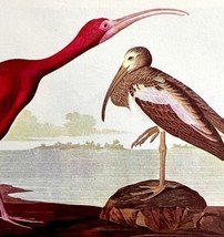 Scarlet Ibis Bird 1950 Lithograph Art Print Audubon Nature First Edition... - $29.99