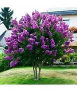 25 Of JAPANESE TREE PURPLE LILAC SEEDS PERENNIAL POWERFUL LOVELY FRAGRAN... - £8.00 GBP
