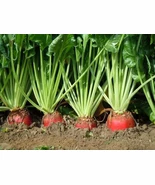 KS Red Mangel Mammoth Beet Organic Non Gmo Planting 40 Seeds  - $180.38 MXN