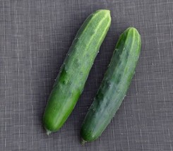 US Seller 31 Marketmore 76 Cucumber Seeds Organic Vegetable Patio - $9.44