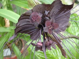 Black Bat Flower  Tacca Chantrieri  10 Seeds  Cat&#39;S Whiskers * Gothic From US - $8.49