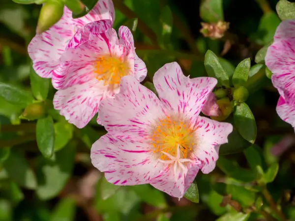 Primary image for 40 Sundial Peppermint Portulaca Grandiflora Moss Rose Pink Streaked Flower Seeds