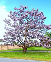 USA Store 10 Seeds Store Paulownia Elongata Exotic Royal Empress Flowering Tree  - £12.01 GBP