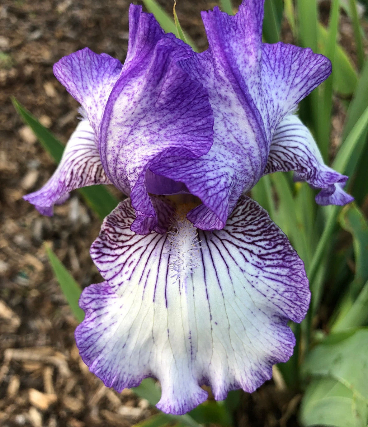 Tall Bearded TB Iris EARL OF ESSEX Reblooming Plicata Plant Rhizome Pere... - $456.68 MXN