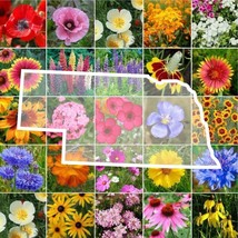 US Seller 1000 Seeds Wildflower Nebraska State Flower Mixs &amp; Annuals - £7.98 GBP