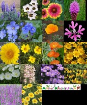 Wildflower Mix Xeriscape Western U.S. Drought Tolerant Flowers Non-Gmo 5... - £7.79 GBP