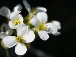 Rockcress, WHITE ALPINE (Arabis Alpina), perennial flower 465 Seeds GRC98   - $25.17