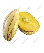 SL Ginseng Fruit Seed Plant Seed Plant Vegetables Ornamental Funny Seed ... - $6.91