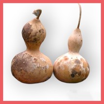 BPA 10 Birdhouse Gourd Seeds Calabash Crafts Decoration From US - £7.16 GBP