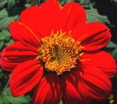 50 Mexican Sunflower Torch Tithonia Rotundifolia Flower Seeds Fresh USA Fast Shi - $13.25