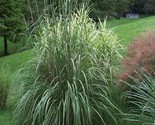 Plume Grass (Erianthus ravennae) 10 NON GMO Seeds - $6.82