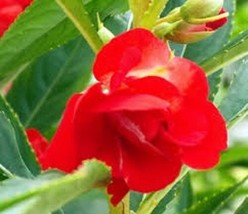 40+ HEIRLOOM RED BALSAM FLOWER SEEDS  - $9.84