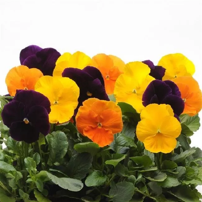 G_S Pansy Seeds Pansy Matrix Harvest Mix 25 Seeds Extra Large Flowers - $14.62