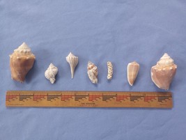 Vintage Lot of 7 Variety of Ocean Shells Conch coral craft California 1960-70s - $12.00