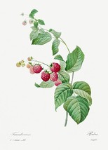 Raspberry - 1800&#39;s - Pierre-Joseph Redoute - Botanical Illustration Magnet - £9.58 GBP