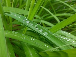 SEED-Lemongrass for Your Exotic and Asian Cuisine Lemon Grass Seeds - $80.90 MXN+