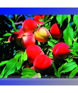 New Fresh Middle Sized Nectarine Smooth Skinned Peach Fruit Seeds Pack 2... - $208.24 MXN