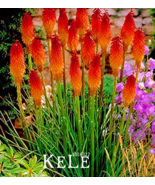 100 Pcs Lot Kniphofia Flower Seeds Red Hot Pokers Plants So Pretty Long ... - $20.55 CAD