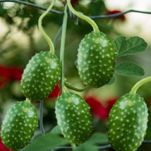 West Indian Gherkin Cucumber Seeds - Cucumis Anguria Spiky Cocombro - £3.98 GBP