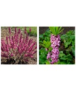 Daphne Mezereum February Daphne Shrub Seeds 100 Seeds INTERNATIONAL SHIP - £15.14 GBP