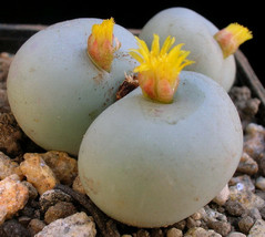 Conophytum calculus, exotic cactus rare living stones mesemb cacti seed 30 SEEDS - £7.04 GBP