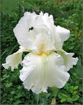 1 Tall White Bearded Iris Rhizomes Bulb Root Perennials - £15.97 GBP