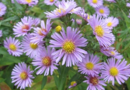 100 Pc Seeds Heart-Leaved Aster Flower, Aster Cordifolius Seeds for Plan... - £13.39 GBP