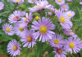 100 Pc Seeds Heart-Leaved Aster Flower, Aster Cordifolius Seeds for Plan... - £13.31 GBP