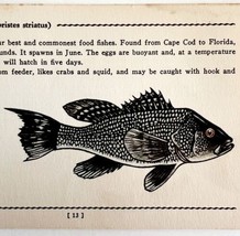 Sea Bass 1939 Salt Water Fish Gordon Ertz Color Plate Print Antique PCBG19 - $570.01 MXN