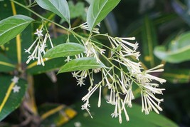 Cestrum Nocturnum Night Flowering Jasmine 1 Plant Fresh Seeds Fast Shipping - $25.98