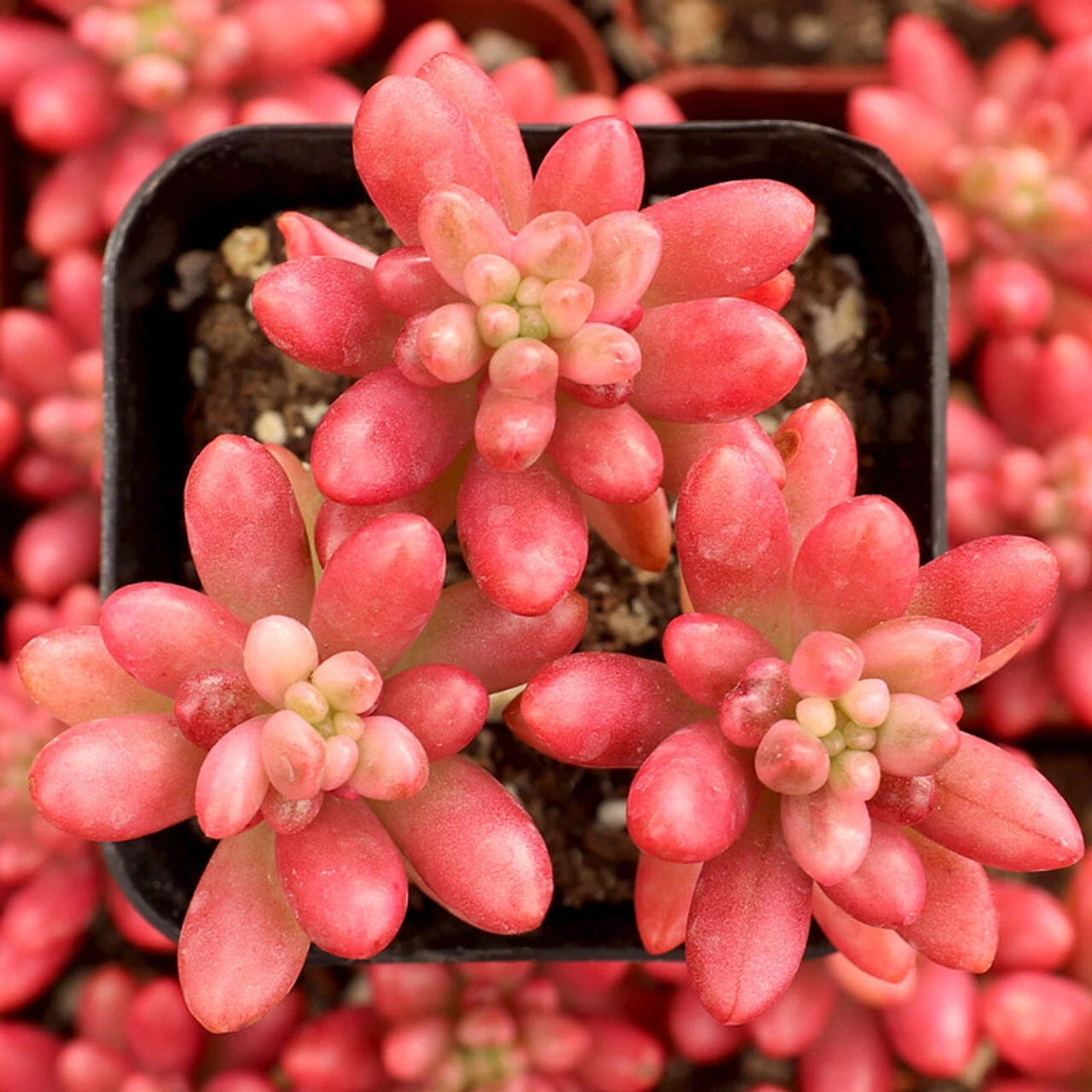 SEDUM RUBROTINCTUM &quot;AURORA&quot; - PINK JELLY BEANS - 2&quot; DIAMETER POTTED PLANT - $24.99