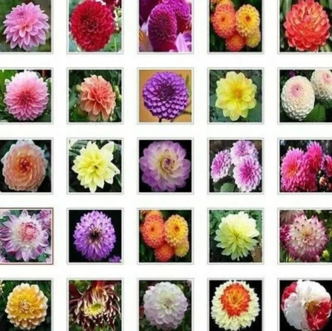 US-Seller Rare Beautiful Perennial Dahlia Flowers Seeds 20PCS Mix Color. - $7.88