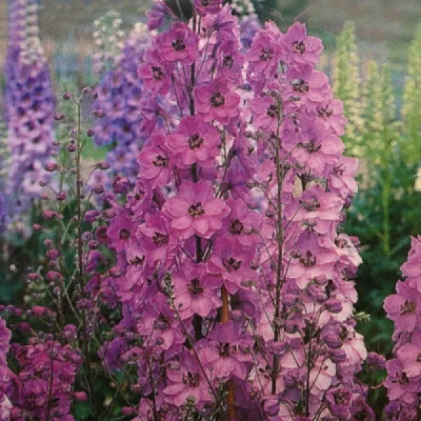 Delphinium Pacific Giant Series Astolat Variety Symmetrical Flowers 3 Inch Fresh - £8.77 GBP
