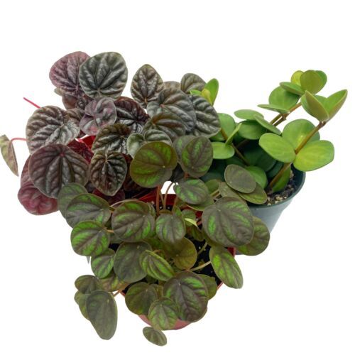 Peperomia Assortment Set, 4 inch pots, Set of 3, Assorted Collection - $37.15