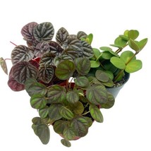 Peperomia Assortment Set, 4 inch pots, Set of 3, Assorted Collection - £29.65 GBP