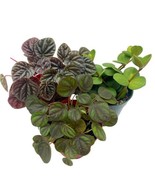 Peperomia Assortment Set, 4 inch pots, Set of 3, Assorted Collection - $695.45 MXN