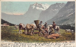 Svizzera ~ Paturage Alpestre Alpenweide ~1904 Cartolina - £7.27 GBP