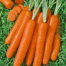 Scarlet-Nantes Carrot Seeds 800 Seeds - £8.63 GBP