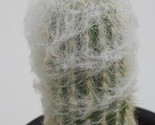 15 Seeds Espostoa Huanucensis Columnar Cactus Pseudoespostoa Melanostele - £10.69 GBP