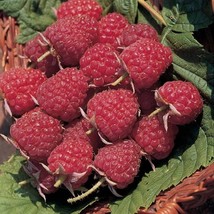 US Seller 5 Raspberry Plants Joan J-Thornless 5 Lrg Dormant Bare Root Canes Zone - $76.80