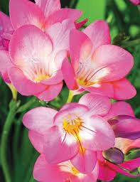 200 Seeds Freesia Flower Item image 4