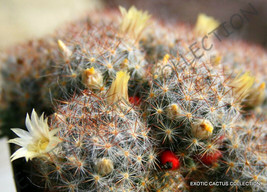 Rare Mammillaria Prolifera @J@ Exotic Cacti Pincushion Cactus Seed 20 Seeds - £7.07 GBP