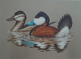 Ruddy Ducks by John S. Wilson - 1981-82 Federal Duck Stamp Print Artist Signed w - £94.00 GBP