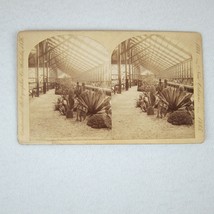Antique 1884-1885 New Orleans Exposition Stereoview Cacti Mexican Section RARE - £157.31 GBP