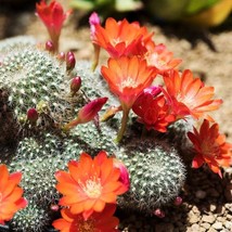 Cactus Mediolobivia Mix Seeds (10 Pack) - Exotic Home Gardening &amp; DIY Desert Lan - £7.46 GBP