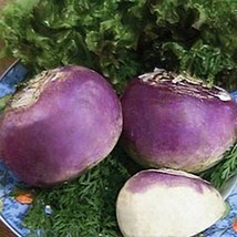 200 Seeds Rutabaga Laurentain Heirloom Seeds Garden Glow Fast - £6.61 GBP